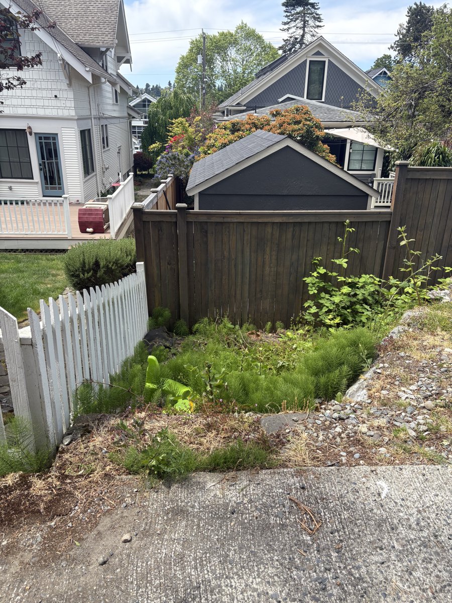 Before — Planter & pathway cleanup