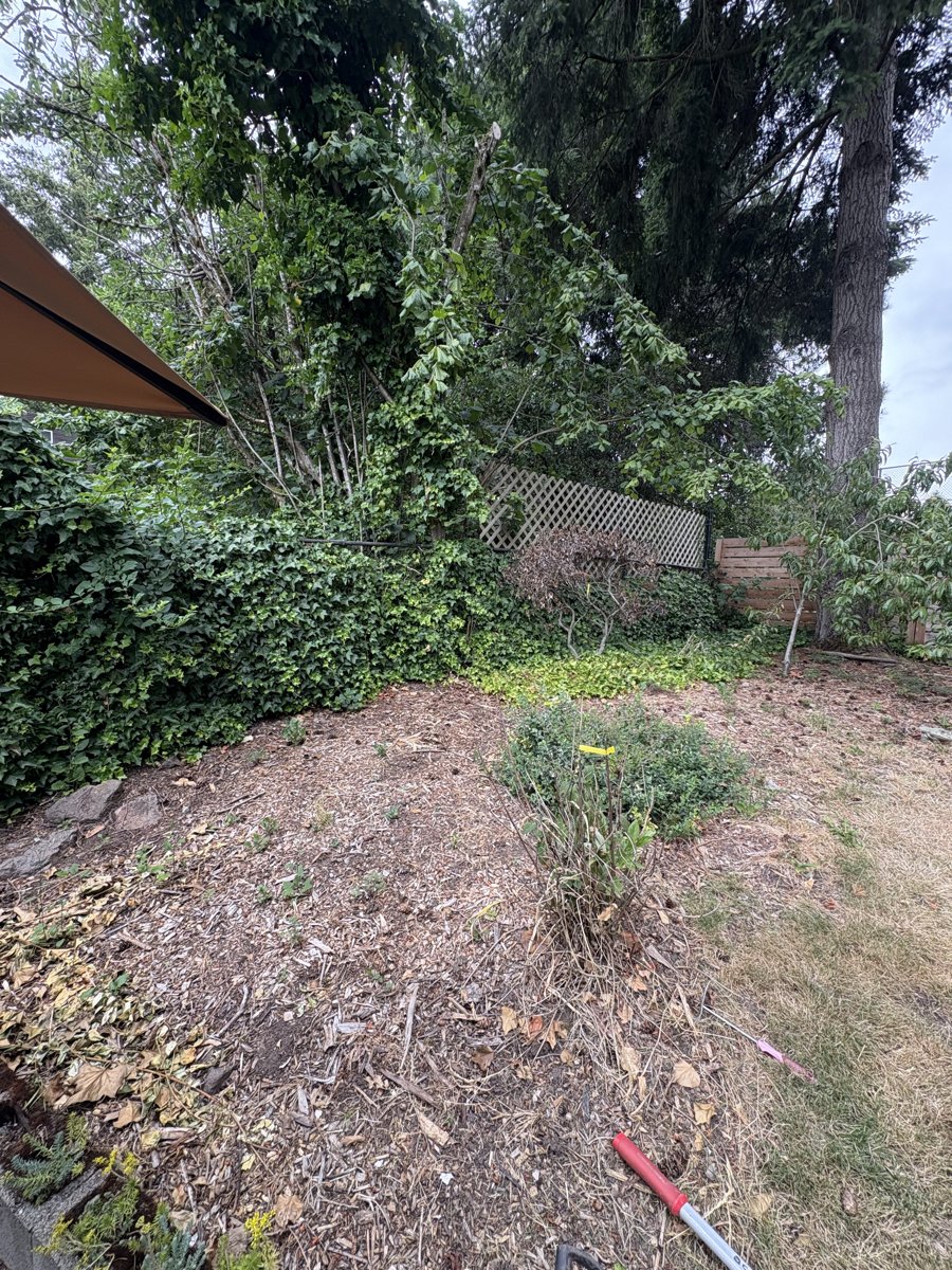 Before — Yard transformation